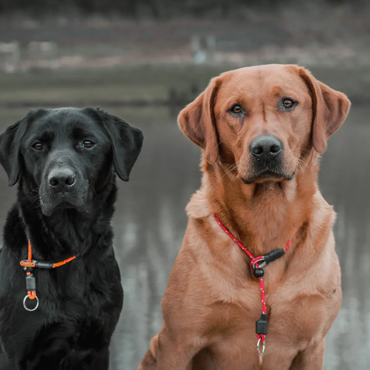 Dog Collars
