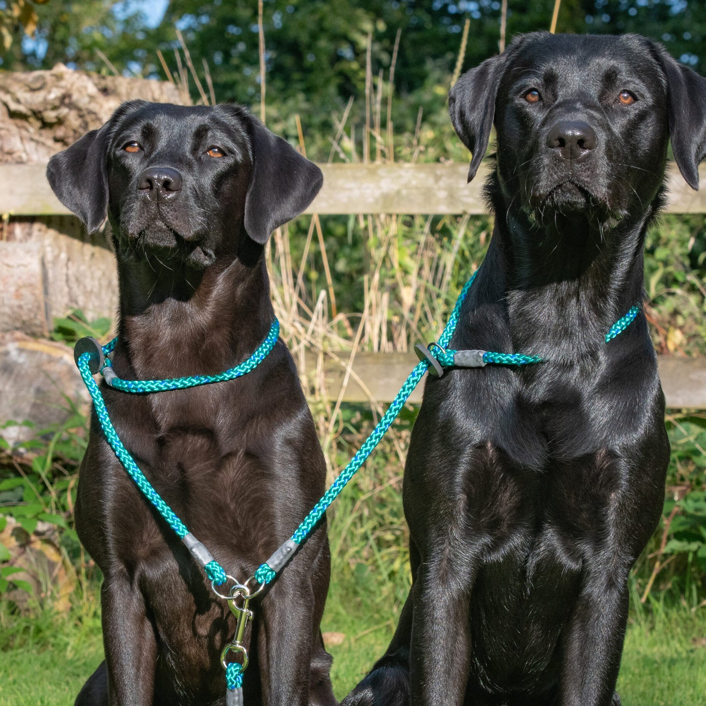 Brace Set - Slip Lead (2 Dogs).