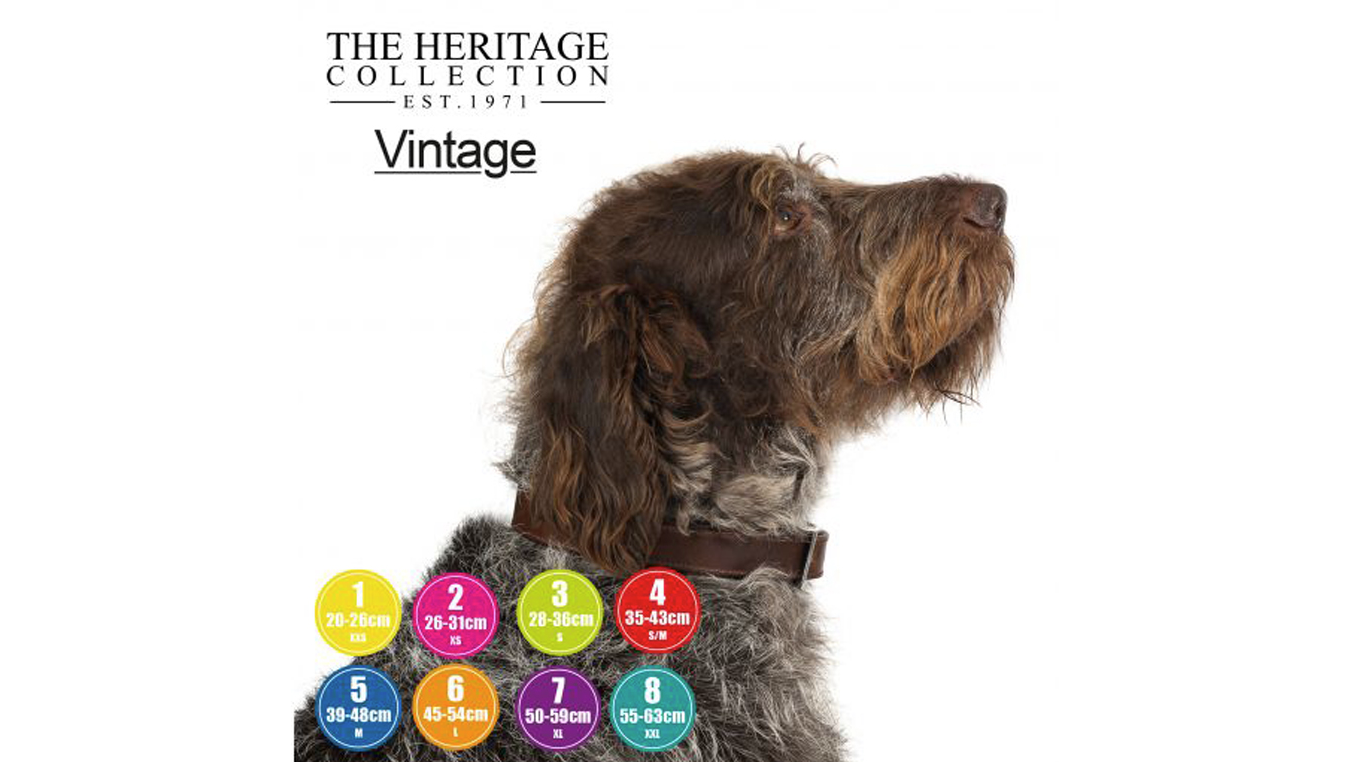 Dog Collar Vintage Padded Leather