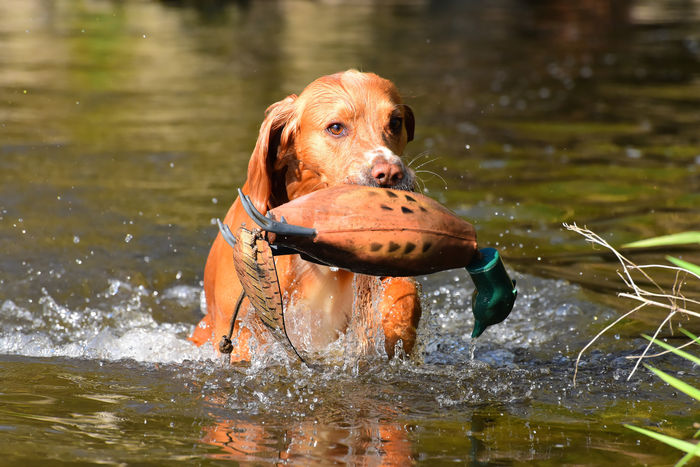 Dokken Dead Fowl Dummy Trainers-Pheasant (Best Seller)