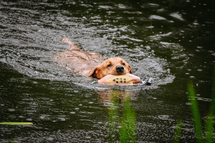 Dokken Dead Fowl Dummy Trainers-Pheasant (Best Seller)