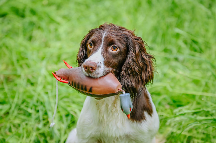 Dokken Dead Fowl Dummy Trainers-Partridge