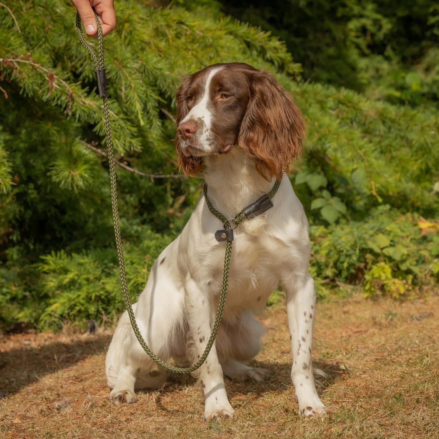 Gundog Slip Lead Collection.
