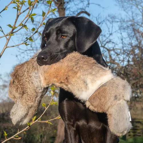 BG Rabbit By Ben Randall.