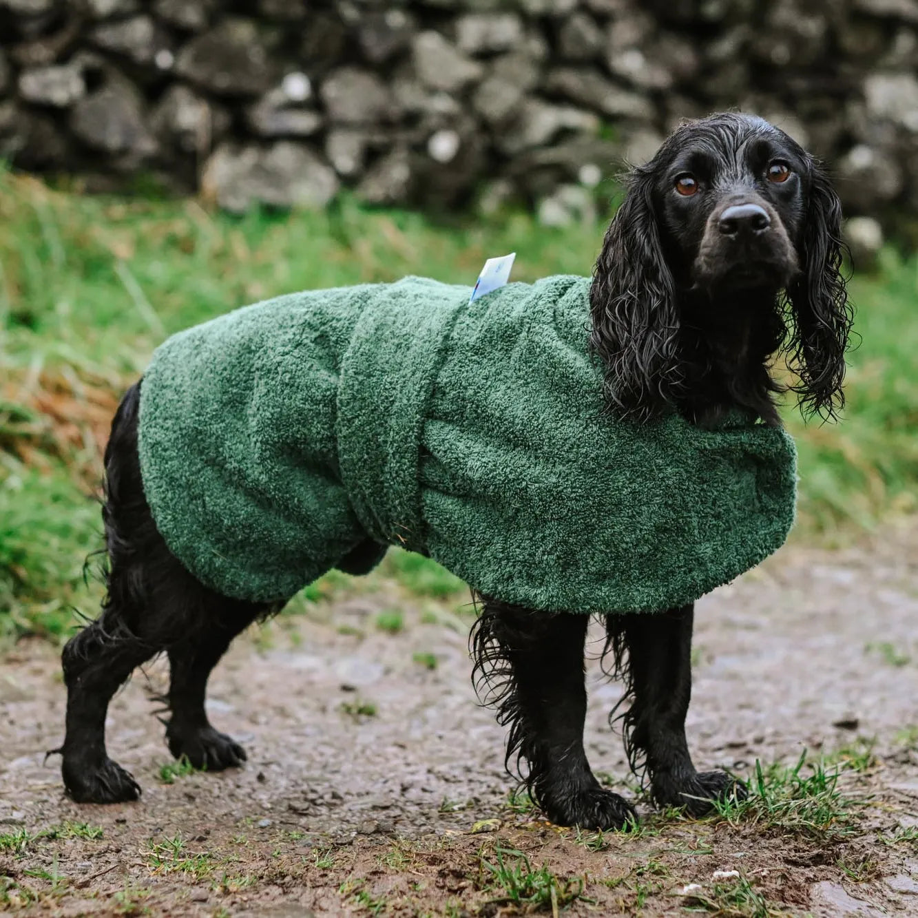 Towelling Drying Dog Coat.