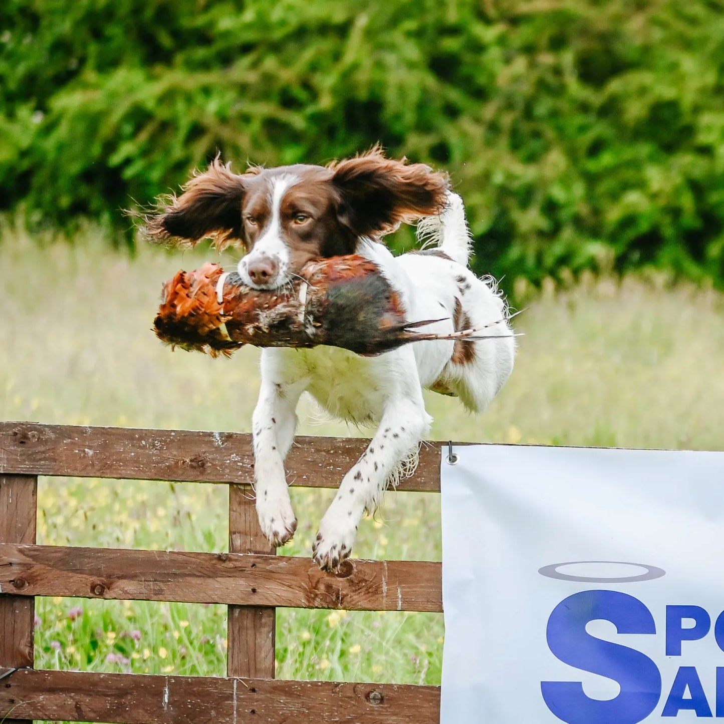 Cock And Hen Pheasant Pelt Only.