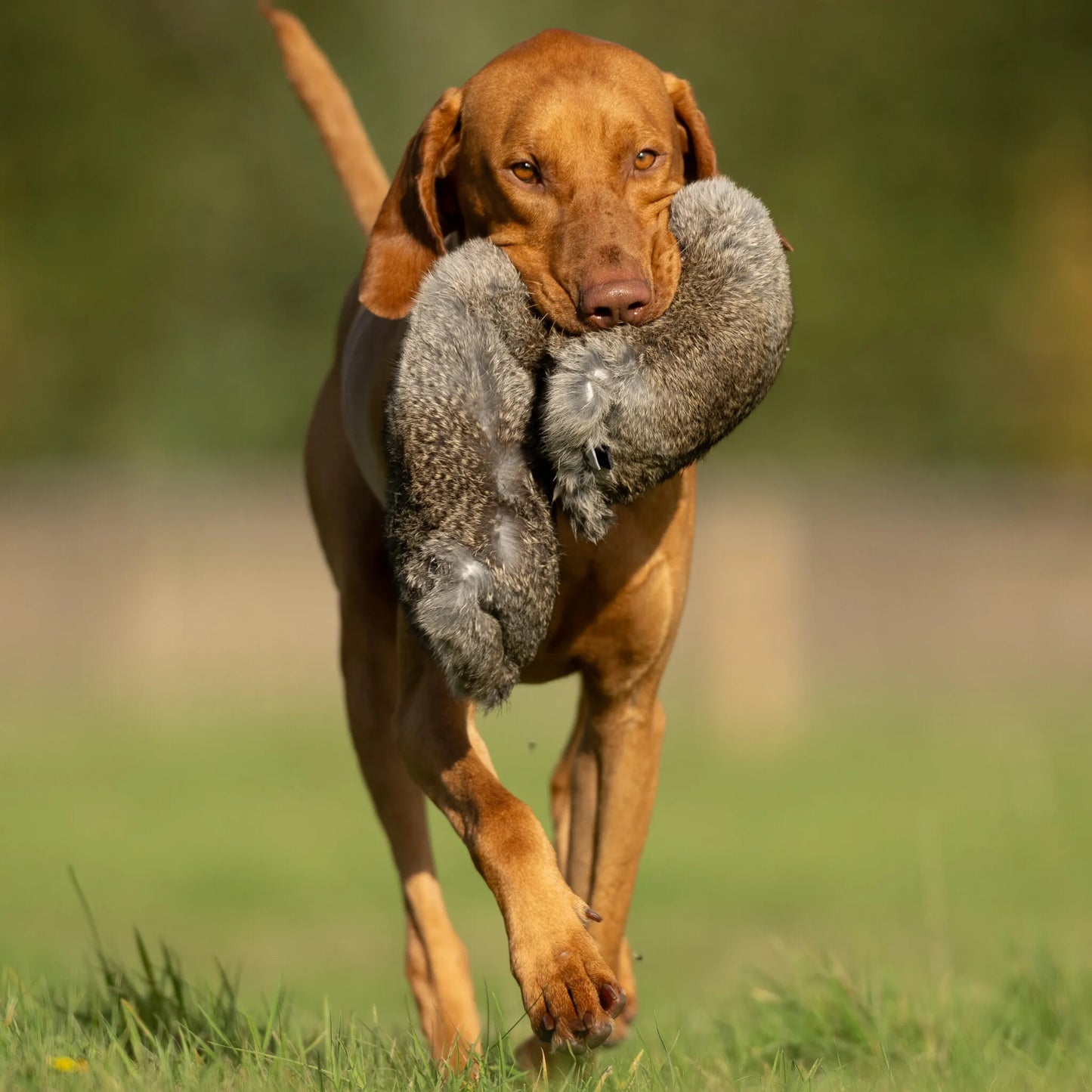 All In One Dummies Hare.