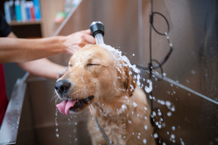 Care & Cleaning