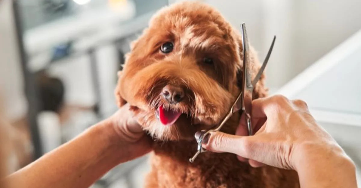 Grooming Products