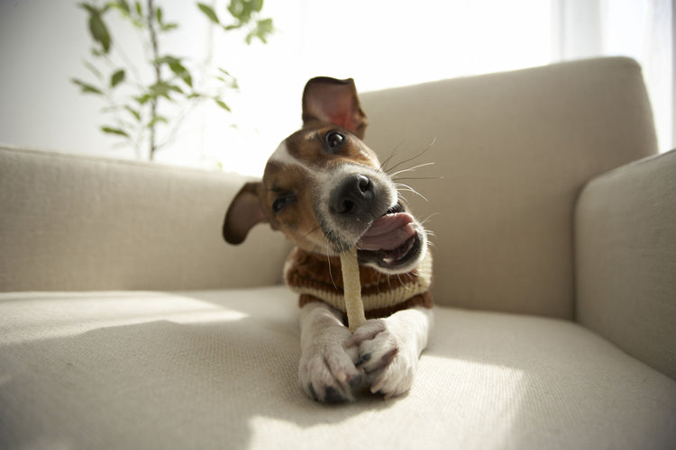Dog Chews