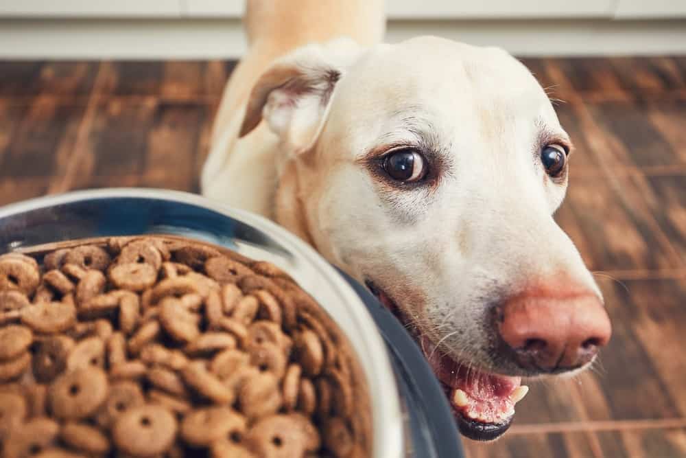 Dry Dog Food