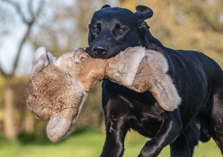 The Gundog Catalogue