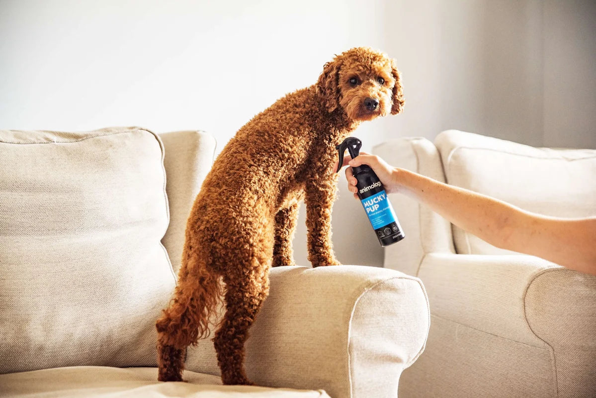 Spray Mucky Pup No Rinse Shampoo 250ml by Animology