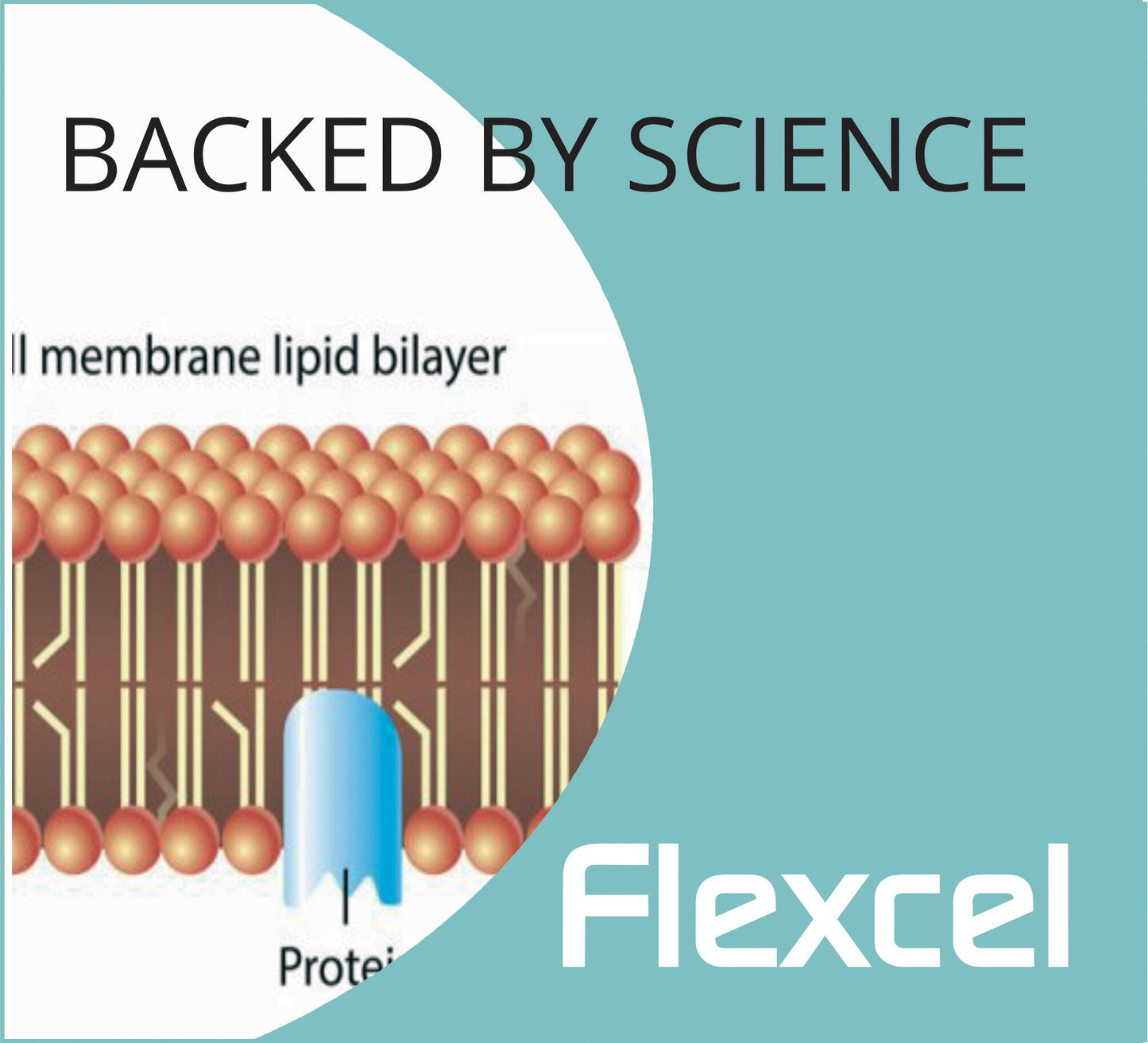 FlexCel CMO/Celadrin canine anti-inflammatory