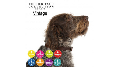 Dog Collar Vintage Padded Leather