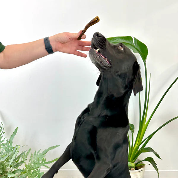 Wild Boar Skins -Primal-Dog Chew-1kg Pack