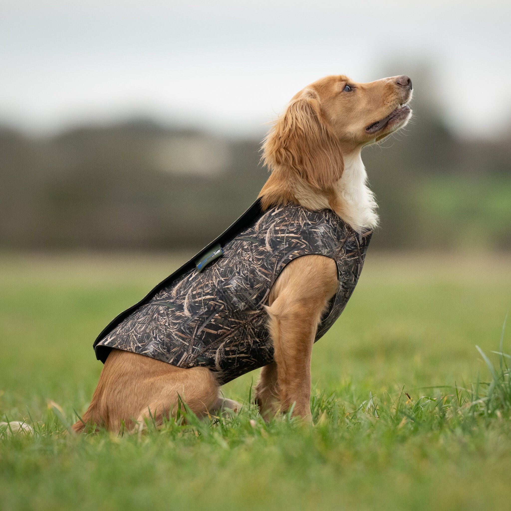 Neoprene Dog Vest. The Gundog Catalogue