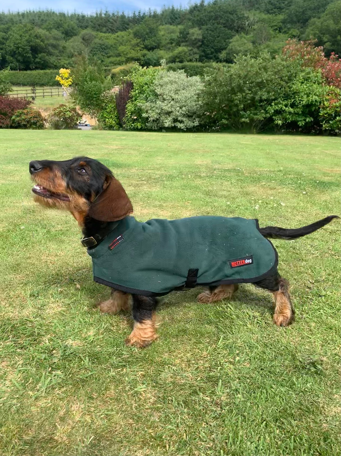 Hotterdog-Dog Coat