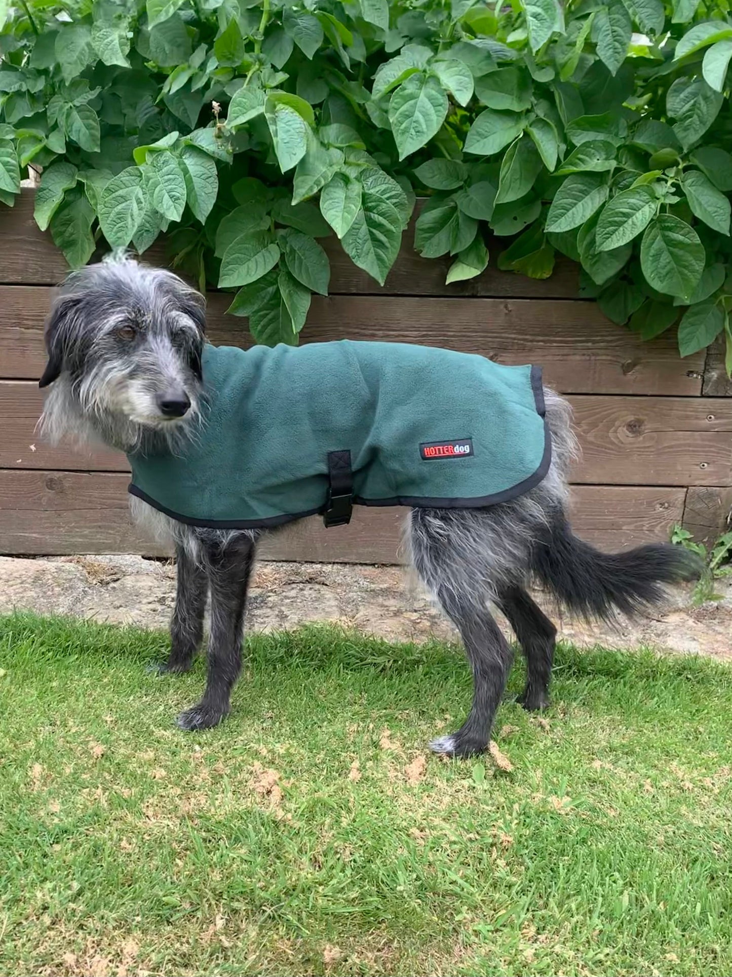 Hotterdog-Dog Coat