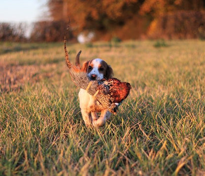 Cock Pheasant Pelt Dummy