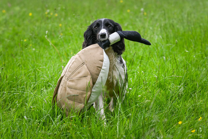 Dokken Dead Fowl Trainers Goose The Gundog Catalogue