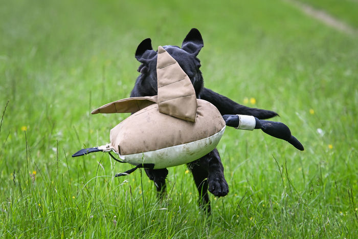 Dokken Dead Fowl Trainers Goose The Gundog Catalogue