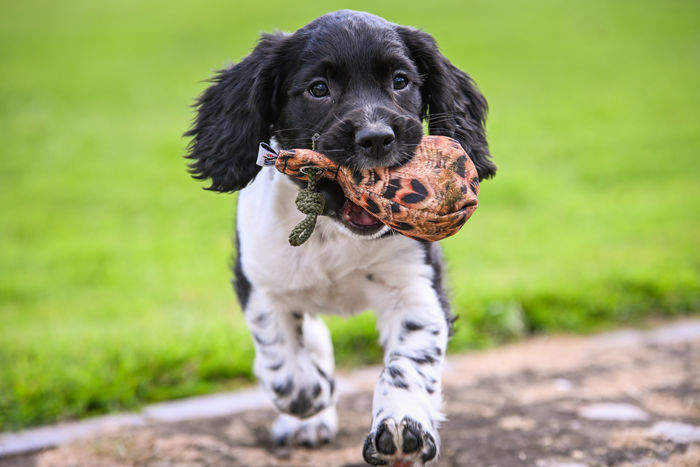 Dummy Ball