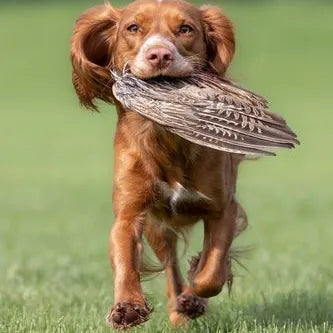 Pheasant Wings