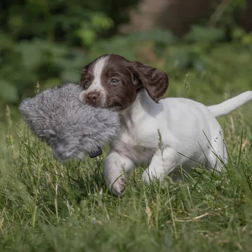 Puppy Rabbit Dummy
