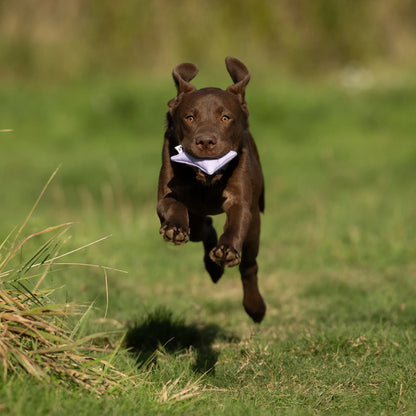 Puppy Canvas Dummy
