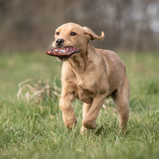 Puppy Canvas Dummy